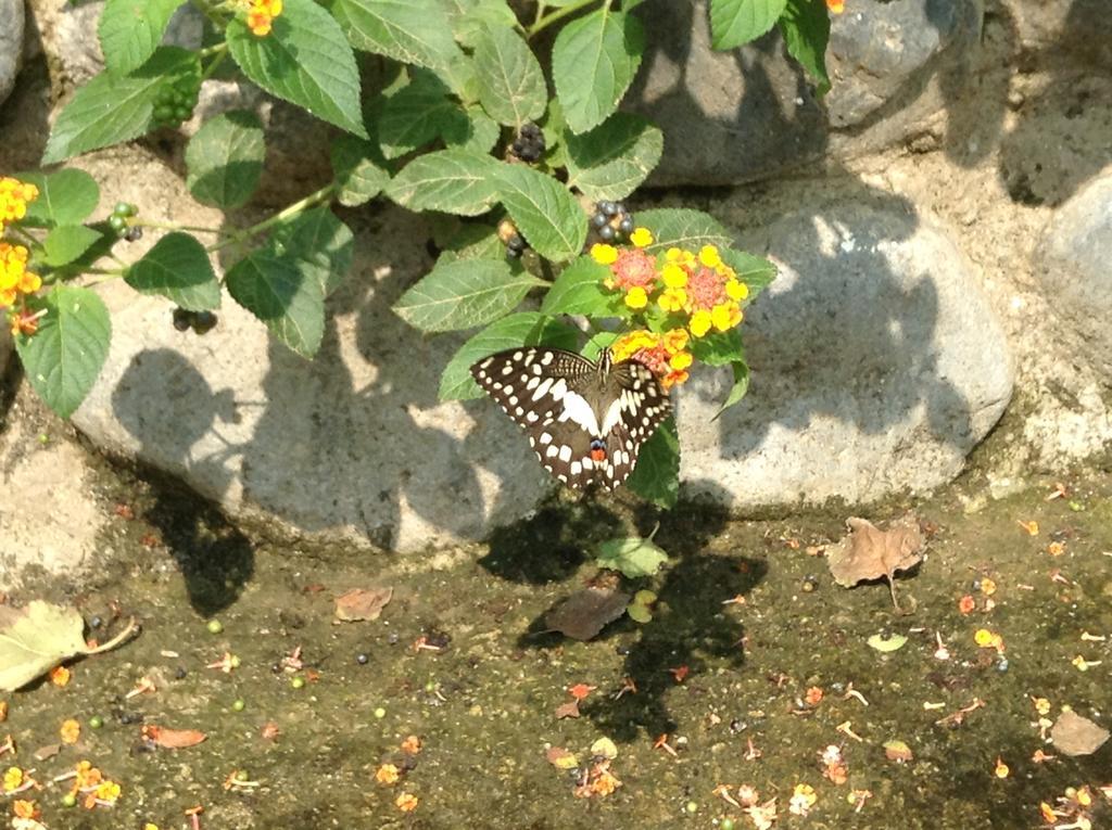 Balay Tuko Garden Inn Puerto Princesa Kültér fotó